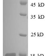 SDS-PAGE separation of QP8610 followed by commassie total protein stain results in a primary band consistent with reported data for 30S ribosomal protein S8. These data demonstrate Greater than 90% as determined by SDS-PAGE.