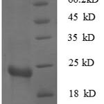 SDS-PAGE separation of QP8611 followed by commassie total protein stain results in a primary band consistent with reported data for 30S ribosomal protein S7. These data demonstrate Greater than 90% as determined by SDS-PAGE.