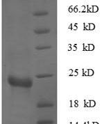 SDS-PAGE separation of QP8611 followed by commassie total protein stain results in a primary band consistent with reported data for 30S ribosomal protein S7. These data demonstrate Greater than 90% as determined by SDS-PAGE.