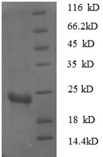 SDS-PAGE separation of QP8611 followed by commassie total protein stain results in a primary band consistent with reported data for 30S ribosomal protein S7. These data demonstrate Greater than 90% as determined by SDS-PAGE.