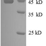 SDS-PAGE separation of QP8612 followed by commassie total protein stain results in a primary band consistent with reported data for 30S ribosomal protein S6. These data demonstrate Greater than 90% as determined by SDS-PAGE.