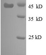 SDS-PAGE separation of QP8612 followed by commassie total protein stain results in a primary band consistent with reported data for 30S ribosomal protein S6. These data demonstrate Greater than 90% as determined by SDS-PAGE.