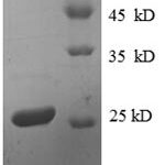 SDS-PAGE separation of QP8613 followed by commassie total protein stain results in a primary band consistent with reported data for 30S ribosomal protein S4. These data demonstrate Greater than 90% as determined by SDS-PAGE.