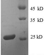 SDS-PAGE separation of QP8613 followed by commassie total protein stain results in a primary band consistent with reported data for 30S ribosomal protein S4. These data demonstrate Greater than 90% as determined by SDS-PAGE.