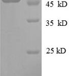 SDS-PAGE separation of QP8614 followed by commassie total protein stain results in a primary band consistent with reported data for 30S ribosomal protein S3. These data demonstrate Greater than 90% as determined by SDS-PAGE.