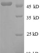 SDS-PAGE separation of QP8614 followed by commassie total protein stain results in a primary band consistent with reported data for 30S ribosomal protein S3. These data demonstrate Greater than 90% as determined by SDS-PAGE.