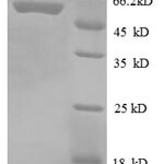 SDS-PAGE separation of QP8615 followed by commassie total protein stain results in a primary band consistent with reported data for 30S ribosomal protein S2. These data demonstrate Greater than 90% as determined by SDS-PAGE.