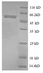 SDS-PAGE separation of QP8615 followed by commassie total protein stain results in a primary band consistent with reported data for 30S ribosomal protein S2. These data demonstrate Greater than 90% as determined by SDS-PAGE.