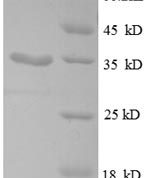SDS-PAGE separation of QP8616 followed by commassie total protein stain results in a primary band consistent with reported data for 30S ribosomal protein S21. These data demonstrate Greater than 90% as determined by SDS-PAGE.