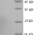 SDS-PAGE separation of QP8617 followed by commassie total protein stain results in a primary band consistent with reported data for 30S ribosomal protein S19. These data demonstrate Greater than 90% as determined by SDS-PAGE.