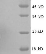 SDS-PAGE separation of QP8617 followed by commassie total protein stain results in a primary band consistent with reported data for 30S ribosomal protein S19. These data demonstrate Greater than 90% as determined by SDS-PAGE.