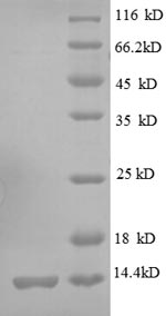 SDS-PAGE separation of QP8617 followed by commassie total protein stain results in a primary band consistent with reported data for 30S ribosomal protein S19. These data demonstrate Greater than 90% as determined by SDS-PAGE.