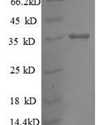 SDS-PAGE separation of QP8618 followed by commassie total protein stain results in a primary band consistent with reported data for 30S ribosomal protein S18. These data demonstrate Greater than 90% as determined by SDS-PAGE.