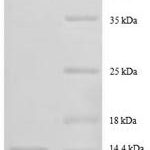 SDS-PAGE separation of QP8619 followed by commassie total protein stain results in a primary band consistent with reported data for 30S ribosomal protein S15. These data demonstrate Greater than 90% as determined by SDS-PAGE.