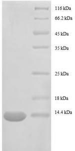 SDS-PAGE separation of QP8619 followed by commassie total protein stain results in a primary band consistent with reported data for 30S ribosomal protein S15. These data demonstrate Greater than 90% as determined by SDS-PAGE.