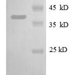 SDS-PAGE separation of QP8620 followed by commassie total protein stain results in a primary band consistent with reported data for 30S ribosomal protein S13. These data demonstrate Greater than 90% as determined by SDS-PAGE.