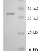 SDS-PAGE separation of QP8620 followed by commassie total protein stain results in a primary band consistent with reported data for 30S ribosomal protein S13. These data demonstrate Greater than 90% as determined by SDS-PAGE.