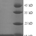 SDS-PAGE separation of QP8621 followed by commassie total protein stain results in a primary band consistent with reported data for 30S ribosomal protein S11. These data demonstrate Greater than 90% as determined by SDS-PAGE.