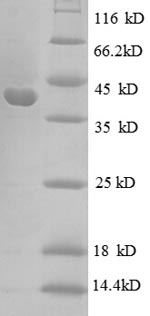 SDS-PAGE separation of QP8622 followed by commassie total protein stain results in a primary band consistent with reported data for 30S ribosomal protein S10. These data demonstrate Greater than 90% as determined by SDS-PAGE.