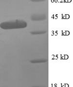 SDS-PAGE separation of QP8623 followed by commassie total protein stain results in a primary band consistent with reported data for 50S ribosomal protein L9. These data demonstrate Greater than 90% as determined by SDS-PAGE.