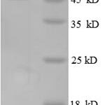 SDS-PAGE separation of QP8624 followed by commassie total protein stain results in a primary band consistent with reported data for 50S ribosomal protein L6. These data demonstrate Greater than 90% as determined by SDS-PAGE.