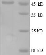 SDS-PAGE separation of QP8624 followed by commassie total protein stain results in a primary band consistent with reported data for 50S ribosomal protein L6. These data demonstrate Greater than 90% as determined by SDS-PAGE.