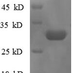 SDS-PAGE separation of QP8625 followed by commassie total protein stain results in a primary band consistent with reported data for 50S ribosomal protein L36. These data demonstrate Greater than 90% as determined by SDS-PAGE.