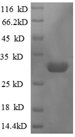 SDS-PAGE separation of QP8625 followed by commassie total protein stain results in a primary band consistent with reported data for 50S ribosomal protein L36. These data demonstrate Greater than 90% as determined by SDS-PAGE.