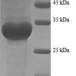 SDS-PAGE separation of QP8626 followed by commassie total protein stain results in a primary band consistent with reported data for 50S ribosomal protein L35. These data demonstrate Greater than 90% as determined by SDS-PAGE.