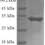 SDS-PAGE separation of QP8627 followed by commassie total protein stain results in a primary band consistent with reported data for 50S ribosomal protein L34. These data demonstrate Greater than 90% as determined by SDS-PAGE.