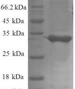 SDS-PAGE separation of QP8627 followed by commassie total protein stain results in a primary band consistent with reported data for 50S ribosomal protein L34. These data demonstrate Greater than 90% as determined by SDS-PAGE.