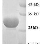 SDS-PAGE separation of QP8628 followed by commassie total protein stain results in a primary band consistent with reported data for 50S ribosomal protein L33. These data demonstrate Greater than 90% as determined by SDS-PAGE.