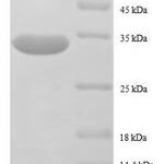 SDS-PAGE separation of QP8630 followed by commassie total protein stain results in a primary band consistent with reported data for 50S ribosomal protein L32. These data demonstrate Greater than 90% as determined by SDS-PAGE.