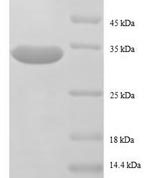 SDS-PAGE separation of QP8630 followed by commassie total protein stain results in a primary band consistent with reported data for 50S ribosomal protein L32. These data demonstrate Greater than 90% as determined by SDS-PAGE.