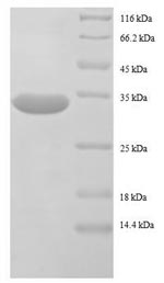 SDS-PAGE separation of QP8630 followed by commassie total protein stain results in a primary band consistent with reported data for 50S ribosomal protein L32. These data demonstrate Greater than 90% as determined by SDS-PAGE.