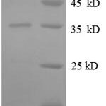 SDS-PAGE separation of QP8631 followed by commassie total protein stain results in a primary band consistent with reported data for 50S ribosomal protein L31. These data demonstrate Greater than 90% as determined by SDS-PAGE.