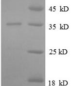 SDS-PAGE separation of QP8631 followed by commassie total protein stain results in a primary band consistent with reported data for 50S ribosomal protein L31. These data demonstrate Greater than 90% as determined by SDS-PAGE.