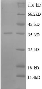SDS-PAGE separation of QP8631 followed by commassie total protein stain results in a primary band consistent with reported data for 50S ribosomal protein L31. These data demonstrate Greater than 90% as determined by SDS-PAGE.