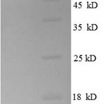 SDS-PAGE separation of QP8633 followed by commassie total protein stain results in a primary band consistent with reported data for 50S ribosomal protein L30. These data demonstrate Greater than 90% as determined by SDS-PAGE.