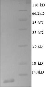 SDS-PAGE separation of QP8633 followed by commassie total protein stain results in a primary band consistent with reported data for 50S ribosomal protein L30. These data demonstrate Greater than 90% as determined by SDS-PAGE.