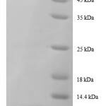 SDS-PAGE separation of QP8634 followed by commassie total protein stain results in a primary band consistent with reported data for 50S ribosomal protein L29. These data demonstrate Greater than 90% as determined by SDS-PAGE.
