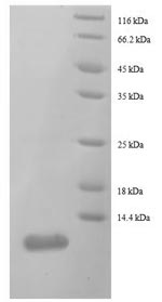 SDS-PAGE separation of QP8634 followed by commassie total protein stain results in a primary band consistent with reported data for 50S ribosomal protein L29. These data demonstrate Greater than 90% as determined by SDS-PAGE.