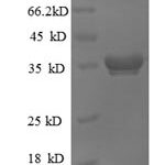 SDS-PAGE separation of QP8636 followed by commassie total protein stain results in a primary band consistent with reported data for 50S ribosomal protein L28. These data demonstrate Greater than 90% as determined by SDS-PAGE.