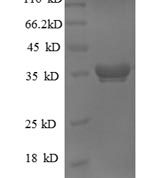 SDS-PAGE separation of QP8636 followed by commassie total protein stain results in a primary band consistent with reported data for 50S ribosomal protein L28. These data demonstrate Greater than 90% as determined by SDS-PAGE.