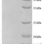 SDS-PAGE separation of QP8638 followed by commassie total protein stain results in a primary band consistent with reported data for 50S ribosomal protein L27. These data demonstrate Greater than 90% as determined by SDS-PAGE.