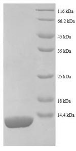 SDS-PAGE separation of QP8638 followed by commassie total protein stain results in a primary band consistent with reported data for 50S ribosomal protein L27. These data demonstrate Greater than 90% as determined by SDS-PAGE.
