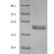 SDS-PAGE separation of QP8639 followed by commassie total protein stain results in a primary band consistent with reported data for Glucagon. These data demonstrate Greater than 90% as determined by SDS-PAGE.