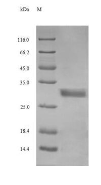 SDS-PAGE separation of QP8639 followed by commassie total protein stain results in a primary band consistent with reported data for Glucagon. These data demonstrate Greater than 90% as determined by SDS-PAGE.