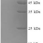 SDS-PAGE separation of QP8644 followed by commassie total protein stain results in a primary band consistent with reported data for CCL3 / Mip1a. These data demonstrate Greater than 90% as determined by SDS-PAGE.