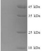 SDS-PAGE separation of QP8644 followed by commassie total protein stain results in a primary band consistent with reported data for CCL3 / Mip1a. These data demonstrate Greater than 90% as determined by SDS-PAGE.